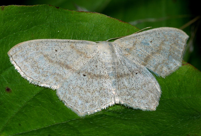 Geometridae da conf. o det. - Scopula nigropunctata